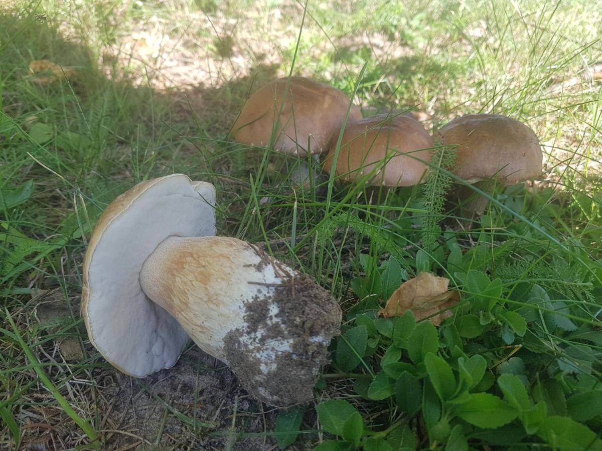 Kurnik Polski Agroturystyka Tykocin Buitenkant foto