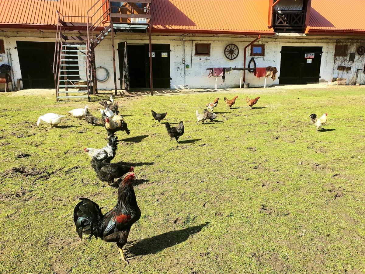 Kurnik Polski Agroturystyka Tykocin Buitenkant foto