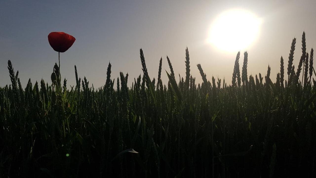 Kurnik Polski Agroturystyka Tykocin Buitenkant foto