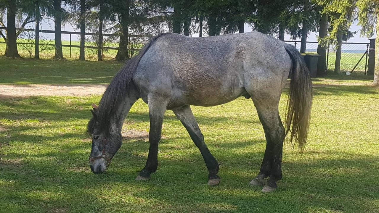 Kurnik Polski Agroturystyka Tykocin Buitenkant foto